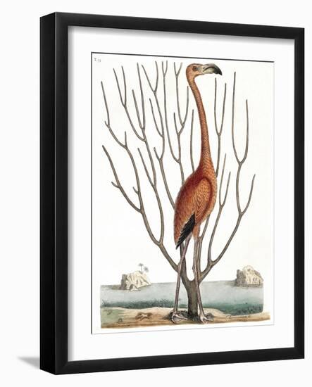 Flamingo with Keratophyton Plant, 1731-Science Source-Framed Giclee Print