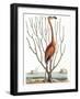 Flamingo with Keratophyton Plant, 1731-Science Source-Framed Giclee Print