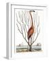 Flamingo with Keratophyton Plant, 1731-Science Source-Framed Giclee Print