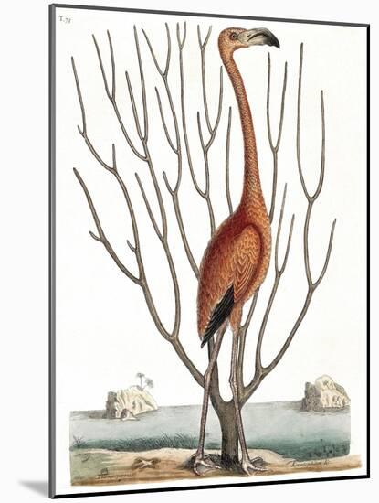 Flamingo with Keratophyton Plant, 1731-Science Source-Mounted Giclee Print