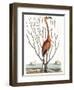 Flamingo with Keratophyton Plant, 1731-Science Source-Framed Giclee Print