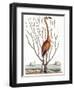 Flamingo with Keratophyton Plant, 1731-Science Source-Framed Giclee Print