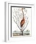 Flamingo with Keratophyton Plant, 1731-Science Source-Framed Giclee Print