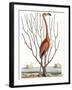 Flamingo with Keratophyton Plant, 1731-Science Source-Framed Giclee Print