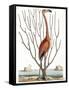 Flamingo with Keratophyton Plant, 1731-Science Source-Framed Stretched Canvas