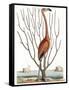 Flamingo with Keratophyton Plant, 1731-Science Source-Framed Stretched Canvas