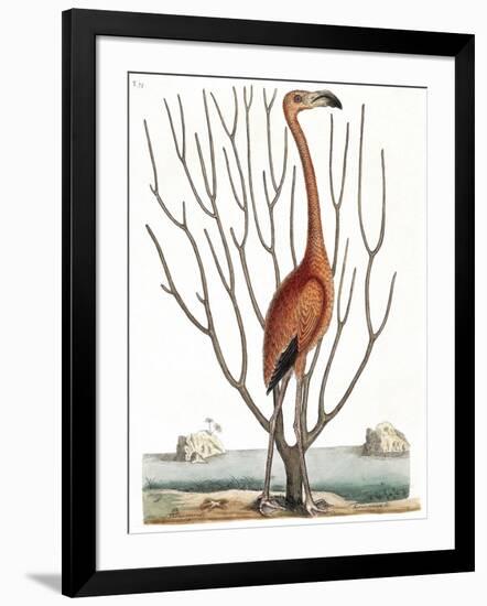 Flamingo with Keratophyton Plant, 1731-Science Source-Framed Giclee Print