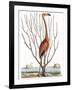 Flamingo with Keratophyton Plant, 1731-Science Source-Framed Giclee Print