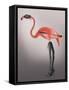 Flamingo with Kinky Boots-Fab Funky-Framed Stretched Canvas