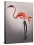 Flamingo with Kinky Boots-Fab Funky-Stretched Canvas