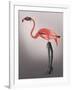 Flamingo with Kinky Boots-Fab Funky-Framed Art Print