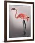 Flamingo with Kinky Boots-Fab Funky-Framed Art Print