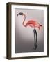 Flamingo with Kinky Boots-Fab Funky-Framed Art Print