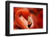 Flamingo with Red Background-Michal Ninger-Framed Photographic Print