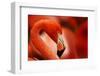 Flamingo with Red Background-Michal Ninger-Framed Photographic Print