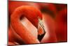 Flamingo with Red Background-Michal Ninger-Mounted Photographic Print