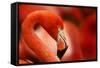 Flamingo with Red Background-Michal Ninger-Framed Stretched Canvas