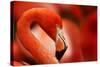 Flamingo with Red Background-Michal Ninger-Stretched Canvas