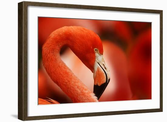 Flamingo with Red Background-Michal Ninger-Framed Photographic Print