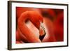 Flamingo with Red Background-Michal Ninger-Framed Photographic Print