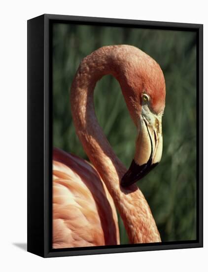 Flamingo-Steve Bavister-Framed Stretched Canvas