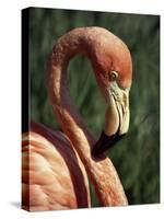 Flamingo-Steve Bavister-Stretched Canvas