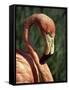 Flamingo-Steve Bavister-Framed Stretched Canvas