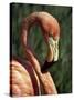 Flamingo-Steve Bavister-Stretched Canvas
