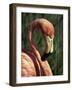 Flamingo-Steve Bavister-Framed Photographic Print