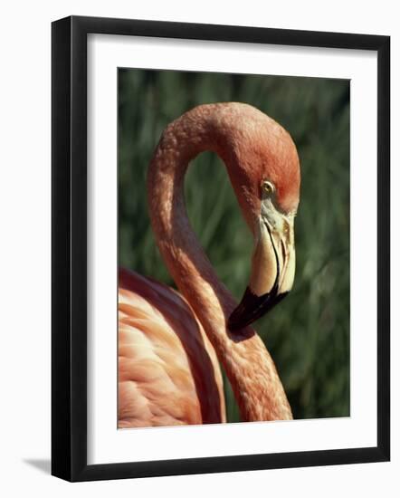 Flamingo-Steve Bavister-Framed Photographic Print