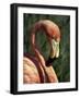 Flamingo-Steve Bavister-Framed Photographic Print
