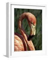 Flamingo-Steve Bavister-Framed Photographic Print