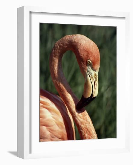 Flamingo-Steve Bavister-Framed Photographic Print