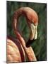 Flamingo-Steve Bavister-Mounted Photographic Print
