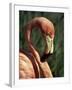 Flamingo-Steve Bavister-Framed Photographic Print