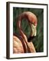 Flamingo-Steve Bavister-Framed Photographic Print