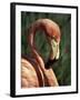 Flamingo-Steve Bavister-Framed Photographic Print
