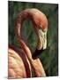 Flamingo-Steve Bavister-Mounted Photographic Print