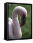 Flamingo-null-Framed Stretched Canvas