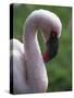 Flamingo-null-Stretched Canvas