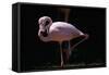 Flamingo-null-Framed Stretched Canvas