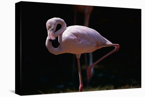 Flamingo-null-Stretched Canvas