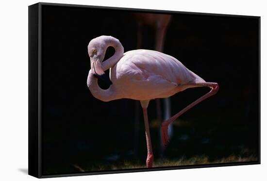 Flamingo-null-Framed Stretched Canvas