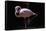 Flamingo-null-Framed Stretched Canvas