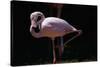 Flamingo-null-Stretched Canvas