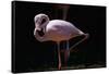 Flamingo-null-Framed Stretched Canvas