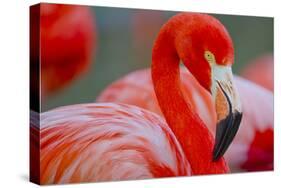 Flamingo-Dennis Goodman-Stretched Canvas