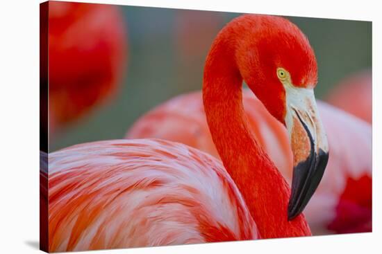 Flamingo-Dennis Goodman-Stretched Canvas