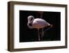 Flamingo-null-Framed Photographic Print