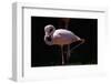 Flamingo-null-Framed Photographic Print